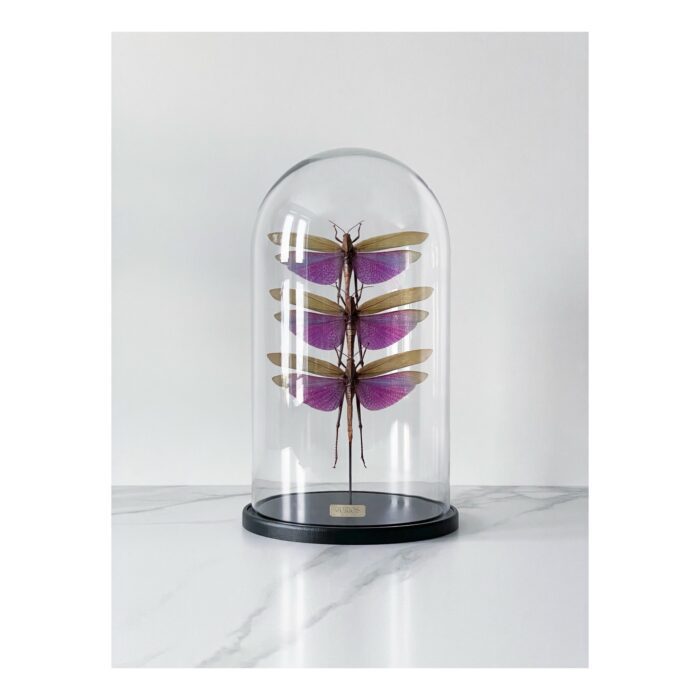 3 кузнечика Titanacris Albipes — изображение 1