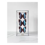 3 бабочки Morpho Patroclus