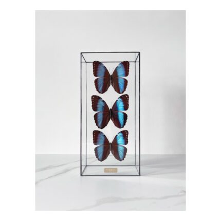 3 бабочки Morpho Patroclus