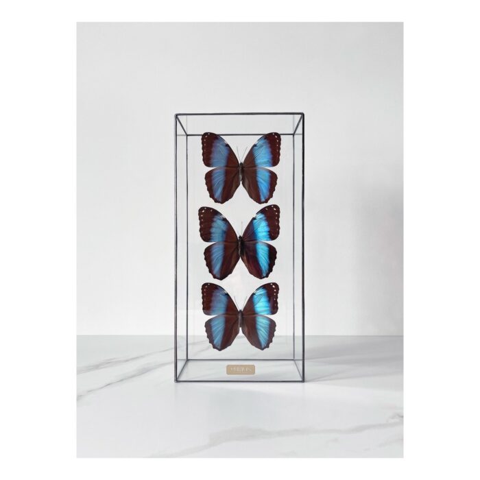IMG_0710 3 бабочки Morpho Patroclus — изображение 1