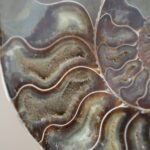 Аммонит Cleoniceras sp. — изображение 2