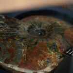 Аммонит Craspedodiscus discofalcatus PALEO HUNTERS — изображение 3