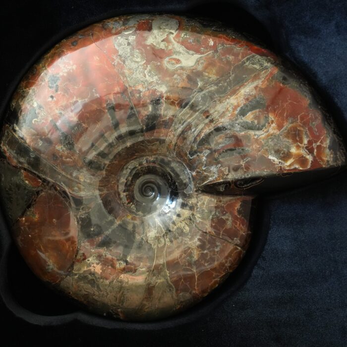 Аммонит Craspedodiscus discofalcatus PALEO HUNTERS — изображение 1