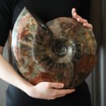 Аммонит Craspedodiscus discofalcatus PALEO HUNTERS — изображение 2