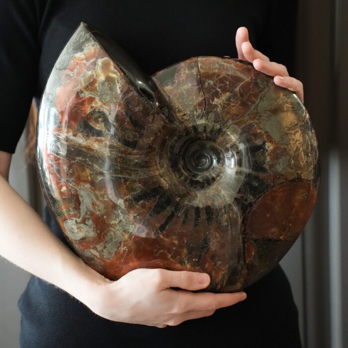 Аммонит Craspedodiscus discofalcatus PALEO HUNTERS — изображение 2