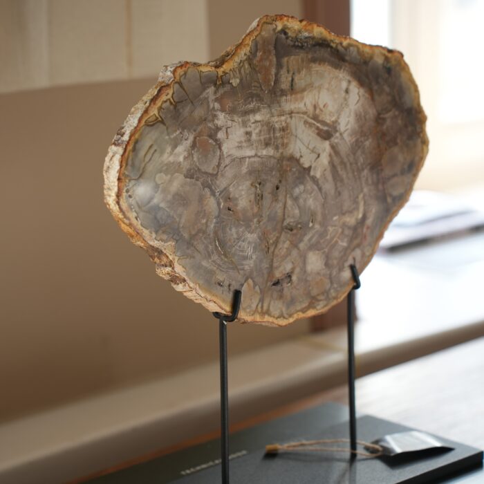 Окаменелое дерево Araucaria Окаменелое дерево Araucaria PALEO HUNTERS — изображение 1