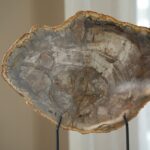 Окаменелое дерево Araucaria PALEO HUNTERS — изображение 5