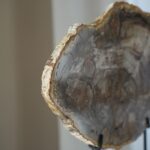 Окаменелое дерево Araucaria PALEO HUNTERS — изображение 4