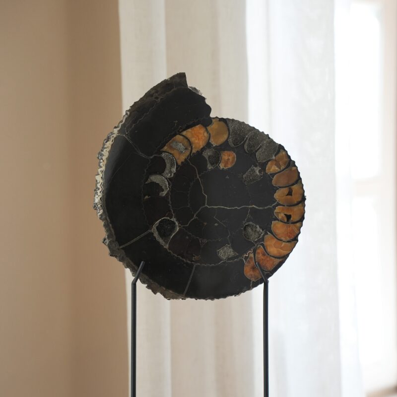 Аммонит Speetoniceras versicolor