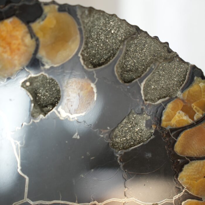 Аммонит Speetoniceras versicolor