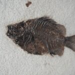 Рыба Priscacara sp.