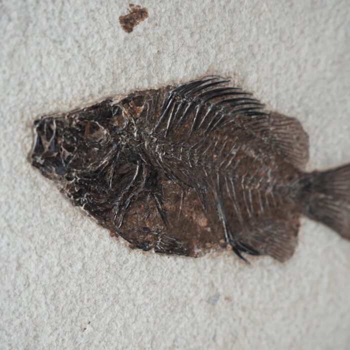 Рыба Priscacara sp.