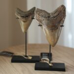 Зуб мегалодона 8,5 см PALEO HUNTERS — изображение 2