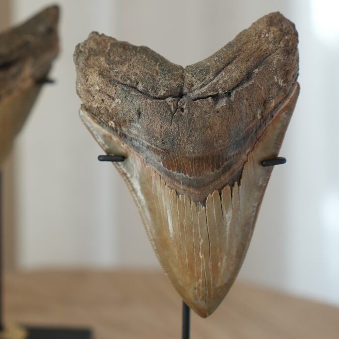 Зуб мегалодона 13 см PALEO HUNTERS — изображение 1