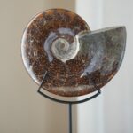 Аммонит Cleoniceras sp. — изображение 3