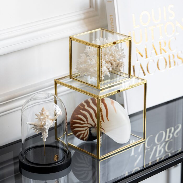 Коллекционная раковина Murex Saharicus в стеклянном клоше S — изображение 2