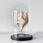 Раковина Lambis в стеклянном клоше L